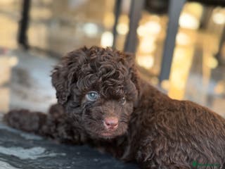 Aussiedoodle dogs Curly Miniature Aussiedoodle Puppies ⭐️ - Advert 1