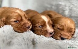 Cocker Spaniel dogs for sale: Gorgeous KC Working Cocker Spaniels- Health Tested - Image 2