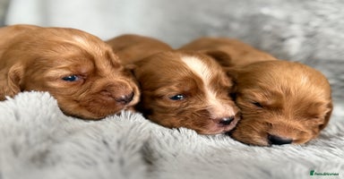 Cocker Spaniel dogs - Advert 7