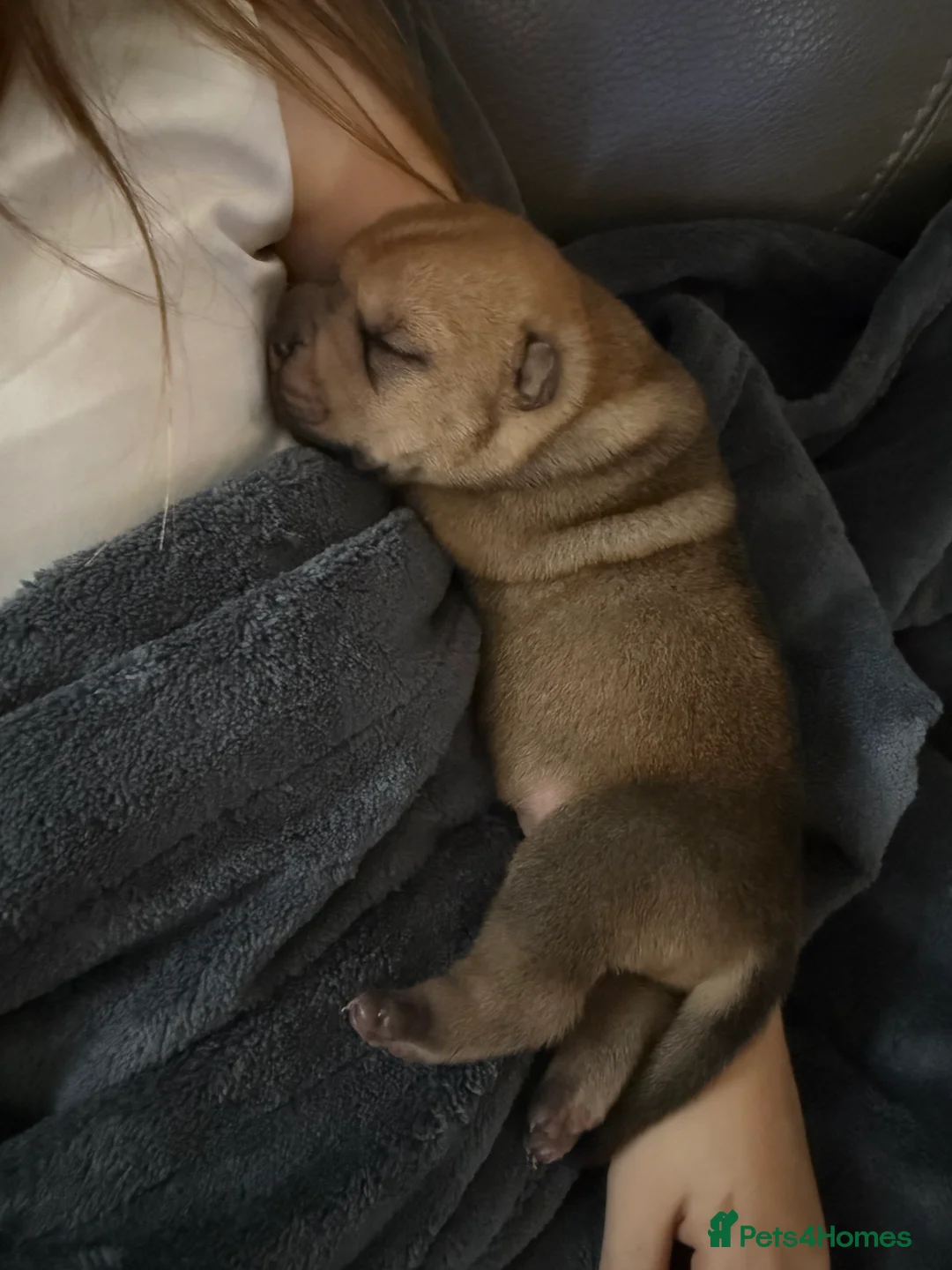 Shar Pei dogs for sale: Tan point bear and brush coat puppies - Advert 8