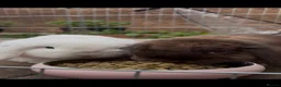 Mini Lop rabbits for sale: Two Mini lops in Stoke-on-Trent - Advert 2