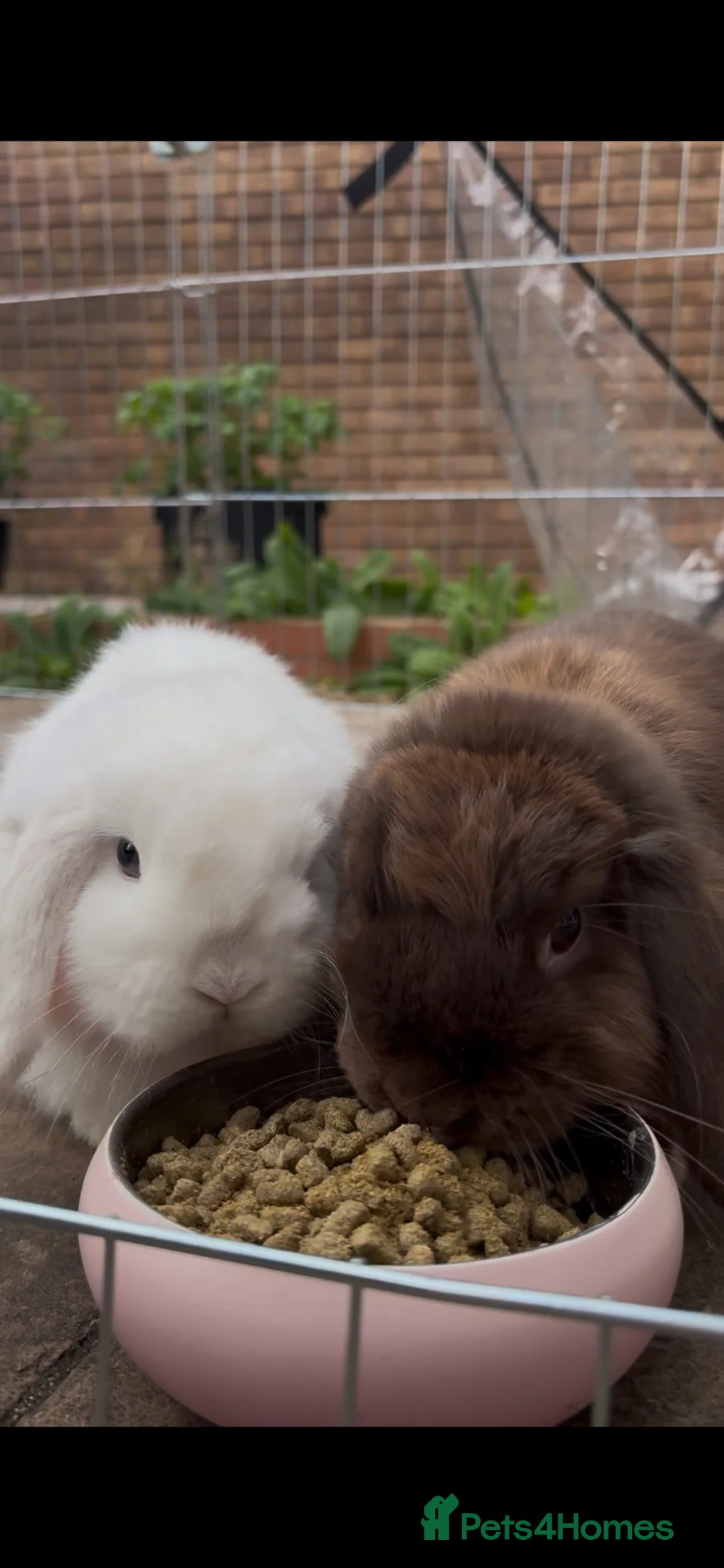 Mini Lop rabbits for sale: Two Mini lops in Stoke-on-Trent - Advert 2