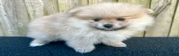Pomeranian dogs for sale: Adorable, KC Registered Pomeranian Puppies in Colchester - Advert 6