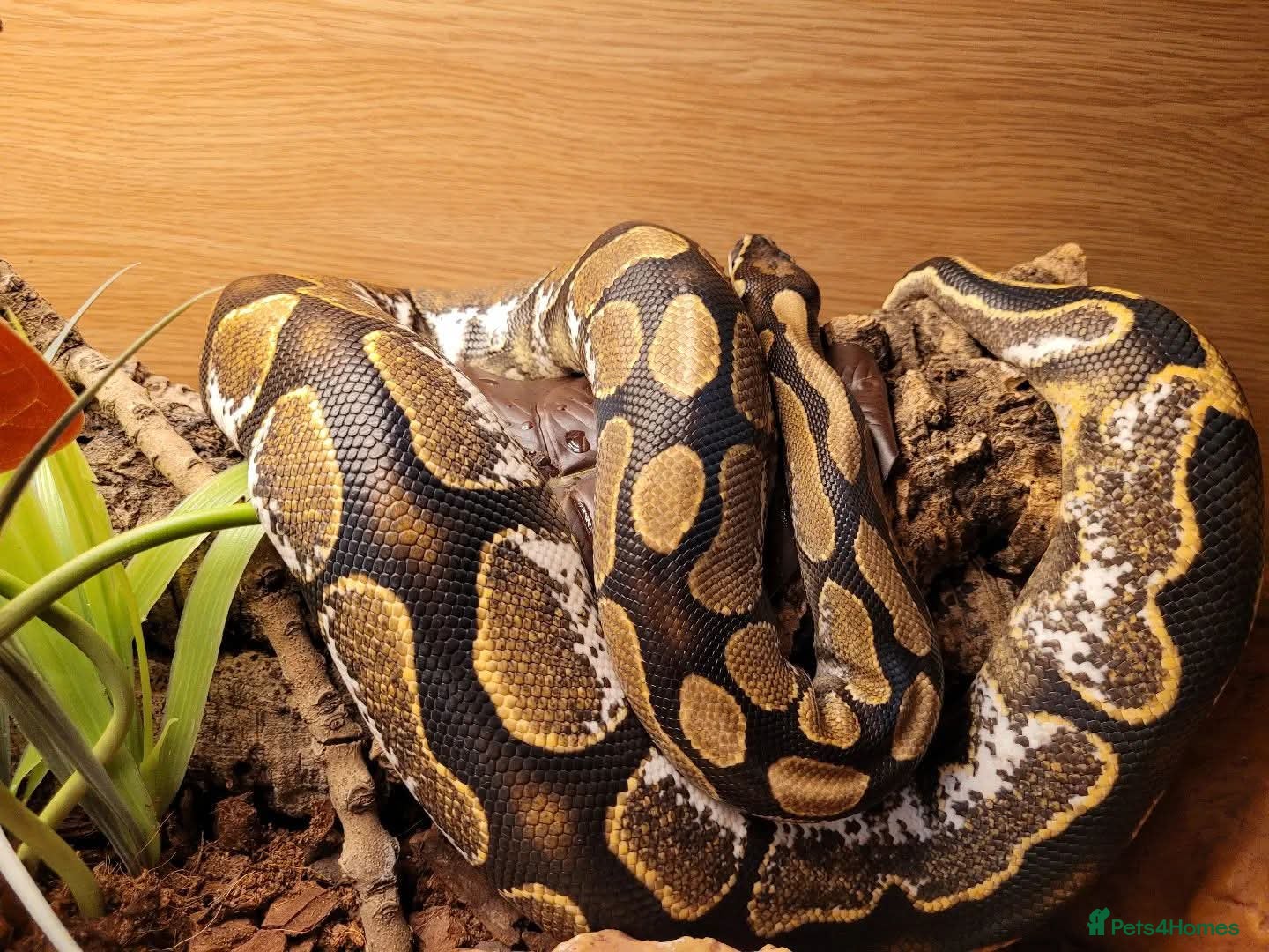 Python Snake reptiles Beautiful Male Ball Python - Advert 15