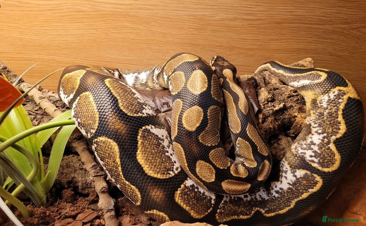 Python Snake reptiles - Advert 3
