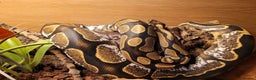 Python Snake reptiles for sale: Beautiful Male Ball Python - Advert 1