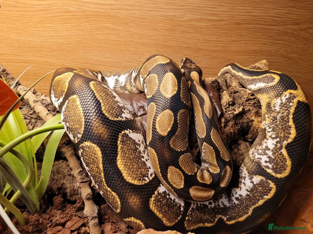 Python Snake reptiles for sale: Beautiful Male Ball Python - Image 1
