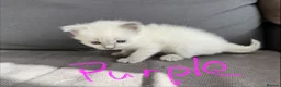 Ragdoll cats for sale: Pure ragdoll kittens sake London - Advert 20