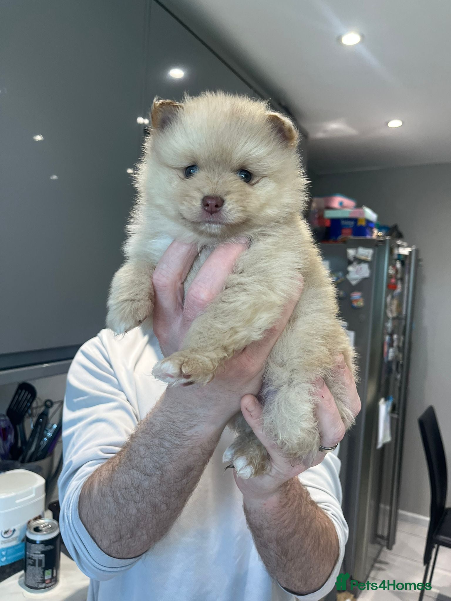 Pomeranian dogs READY THURSDAY 2 LEFT DONT MISS OUT  - Advert 8