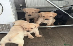 Labrador Retriever dogs for sale: Labrador puppies - Image 4