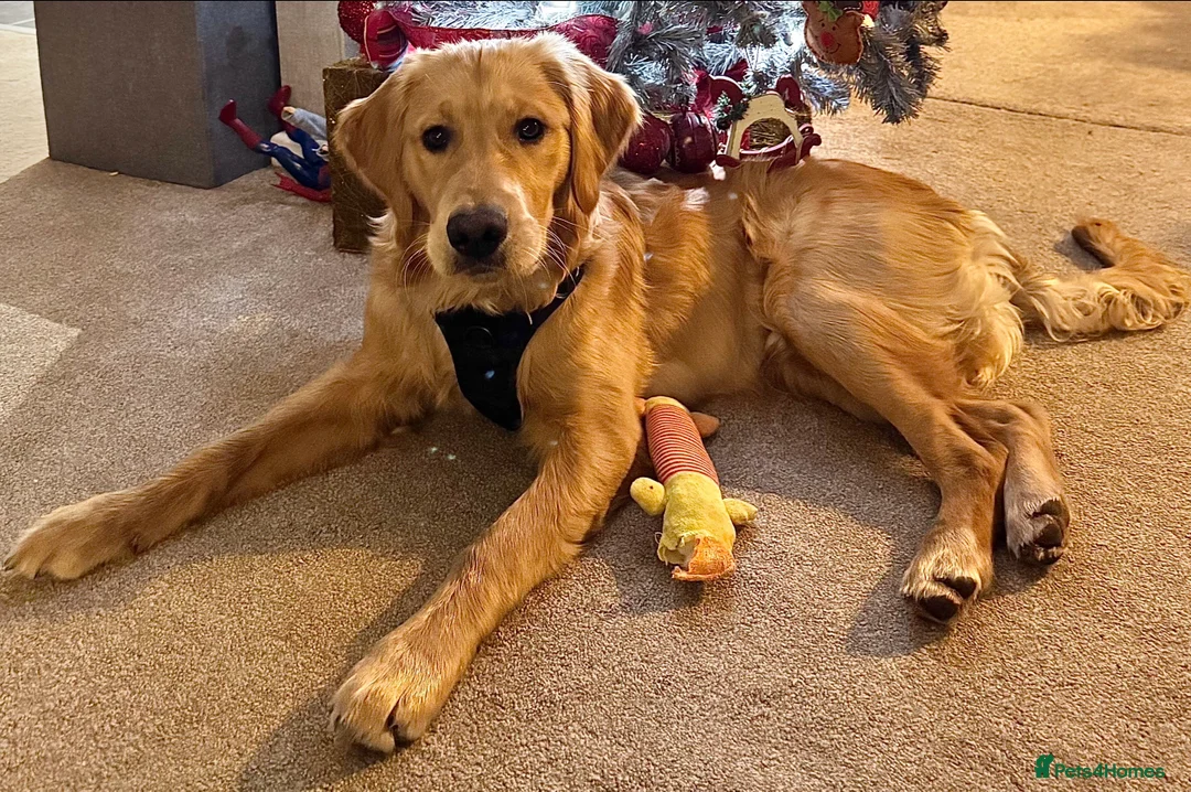 Golden Retriever dogs for sale: KC Registered 8 Month Old Male Golden Retriever  - Advert 2