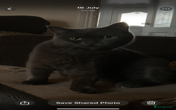 British Shorthair cats for sale: ✨✨Gorgeous british Shorthair for sale!!!! ✨⭐️ - Image 1