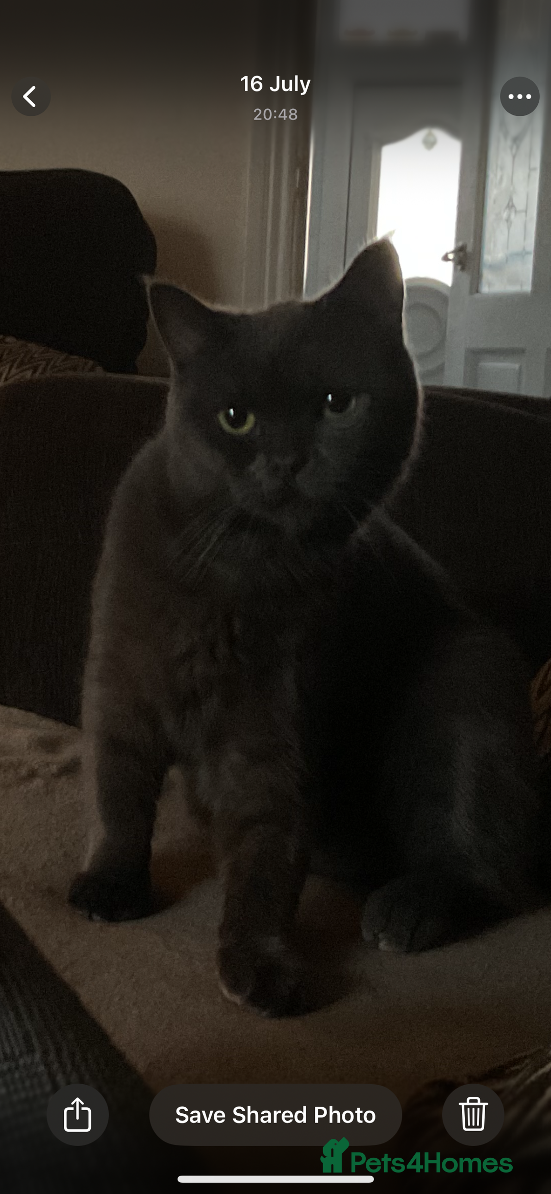 British Shorthair cats for sale: ✨✨Gorgeous british Shorthair for sale!!!! ✨⭐️ - Image 1