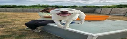 Mixed Breed dogs for adoption: 🐾 Meet Dougie – Active, Loyal & Ready for Home 🐾 - Advert 11