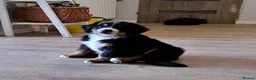 Bernese Mountain Dog dogs for sale: Bernese mountain dogs - 3 puppies left - Advert 4