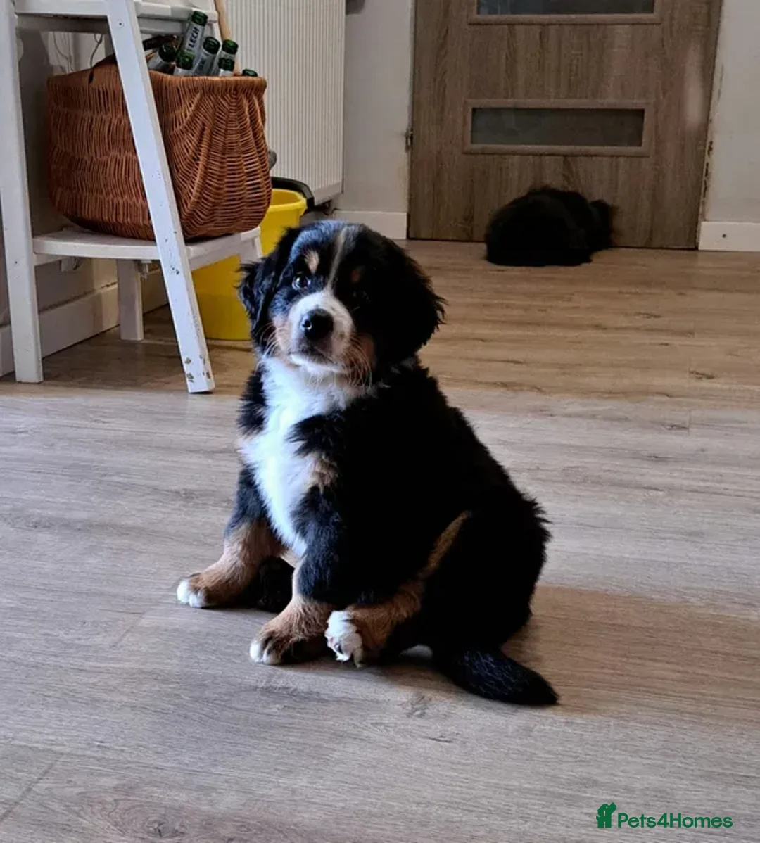 Bernese Mountain Dog dogs for sale: Bernese mountain dogs - 3 puppies left - Advert 4