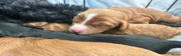 Cockapoo dogs for sale: Stunning cockapoo puppies  - Advert 8