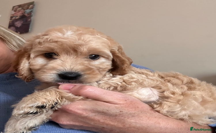 Irish Doodle dogs - Advert 4