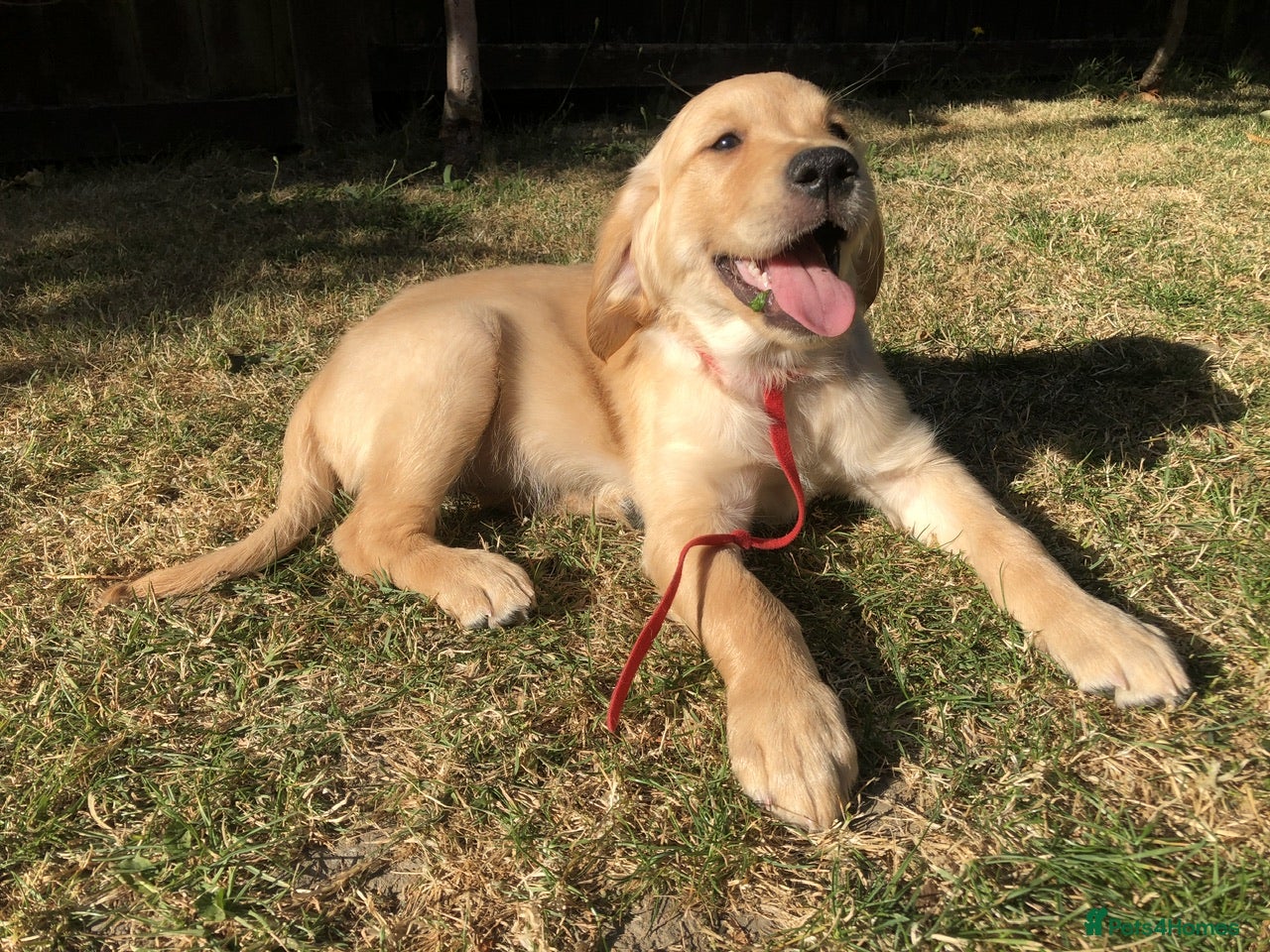 Golden Retriever dogs KC Dark Red Golden Retrievers 100% DNA Health Test - Advert 2