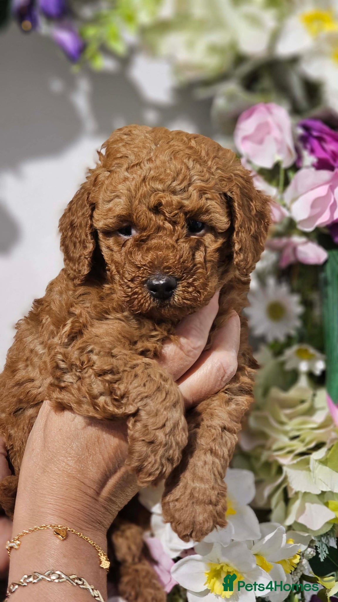 Cavapoo dogs 💙 Stunning Toy Cavapoo’s💙 Ready 26/6 - Advert 2