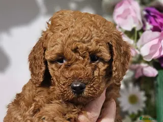 Cavapoo dogs 💙 Stunning Toy Cavapoo’s💙 Ready 26/6 - Advert 6