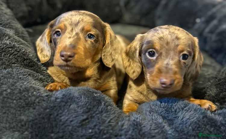 Miniature Dachshund dogs - Advert 1