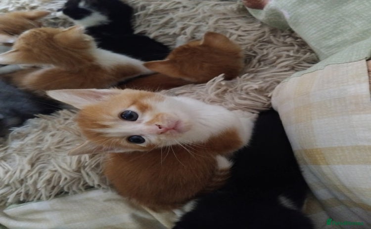 Mixed Breed cats - Advert 13