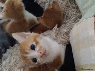 Mixed Breed cats - Advert 31