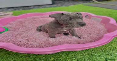 Staffordshire Bull Terrier dogs - Advert 4
