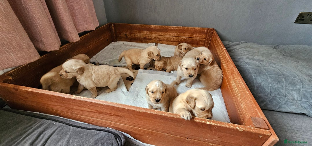 Golden Retriever dogs for sale:  golden retriever pups - Advert 3