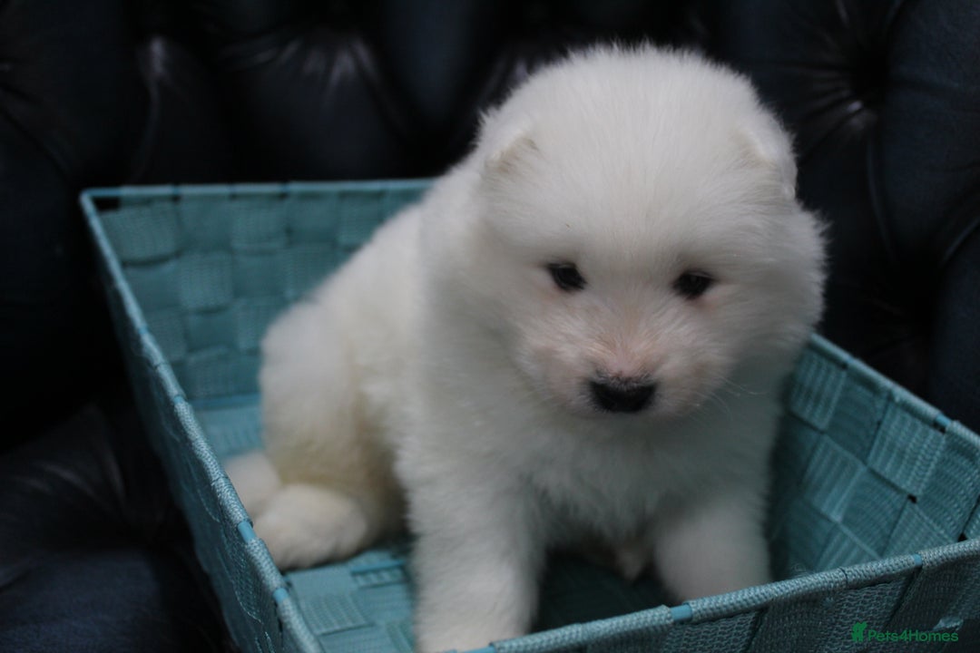 Samoyed dogs for sale: Bundle of joy and fluff - Image 11