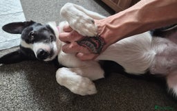 Border Collie dogs for sale: 16 week old female border collie for sale  - Image 4