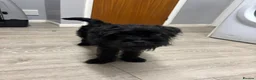 Pugapoo dogs for sale: Teddie the pugapoo in Spalding - Advert 16