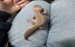 Leopard Gecko reptiles for sale: Female Blizzard Leopard Gecko & Enclosure For Sale - Image 1