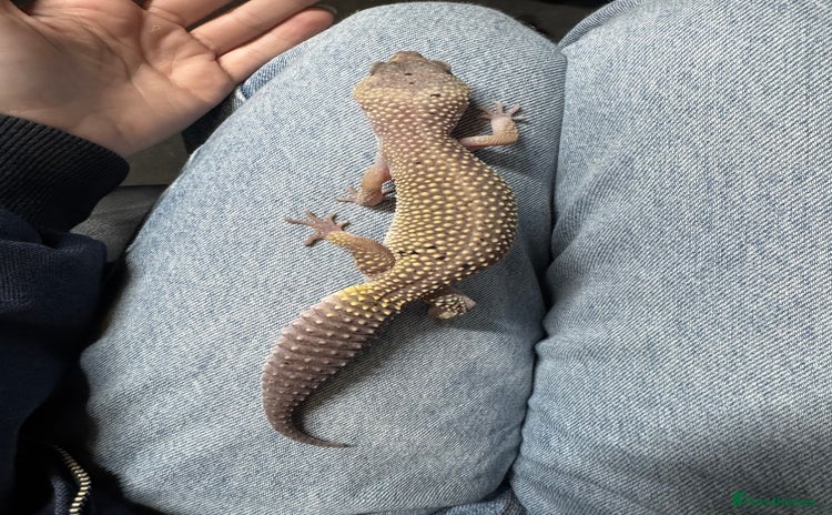 Leopard Gecko reptiles - Advert 1