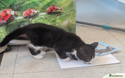 Domestic Shorthair cats for sale: Our last Girl, Playfull & loving, Well handled* - Image 11