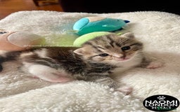 Bengal cats for sale: ⭐️ BENGAL KITTEN FOR SALE! ⭐️ 🩷❤️🧡💛💚🩵💙💜 - Image 13