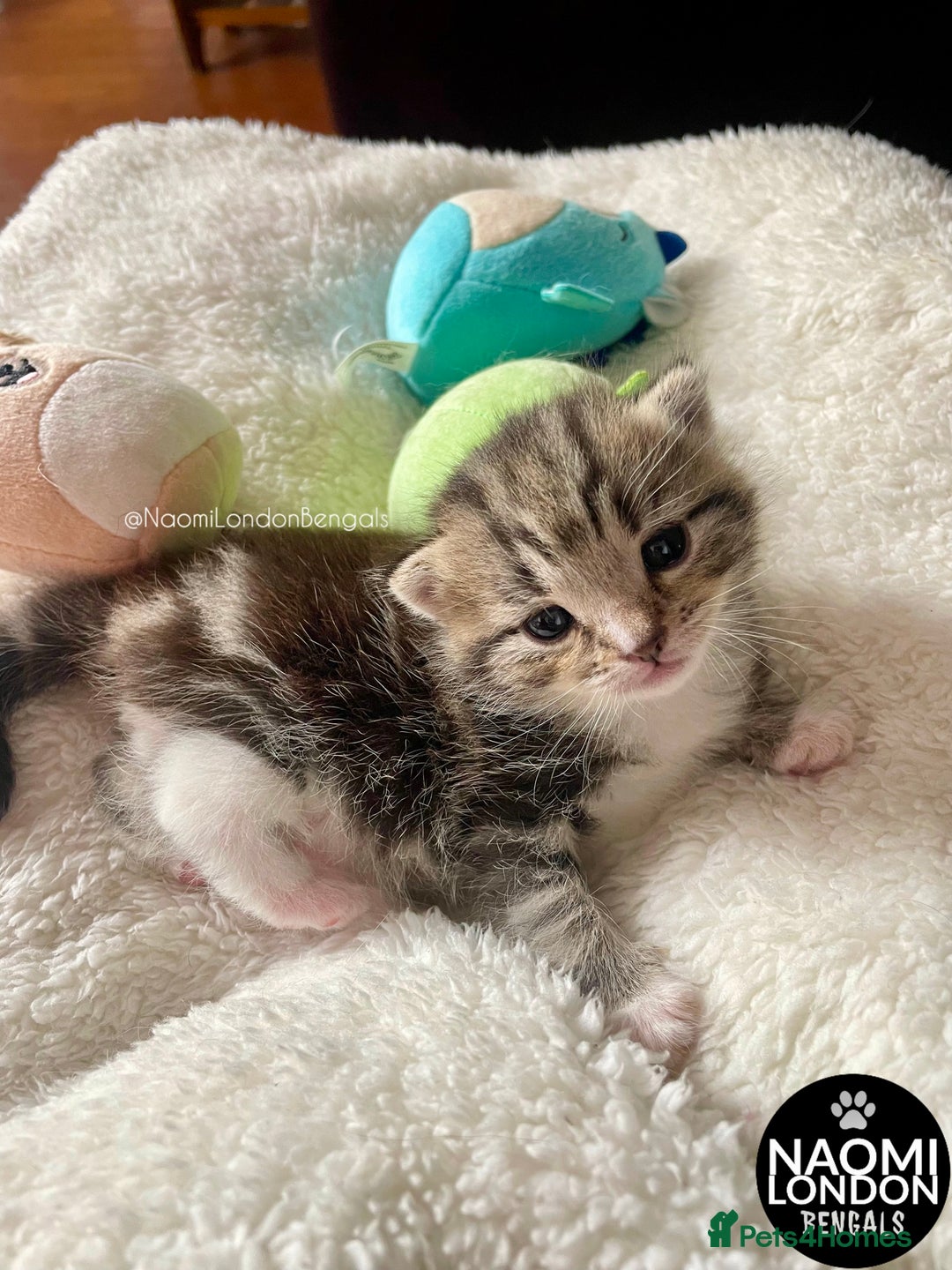 Bengal cats for sale: ⭐️ BENGAL KITTEN FOR SALE! ⭐️ 🩷❤️🧡💛💚🩵💙💜 - Image 13