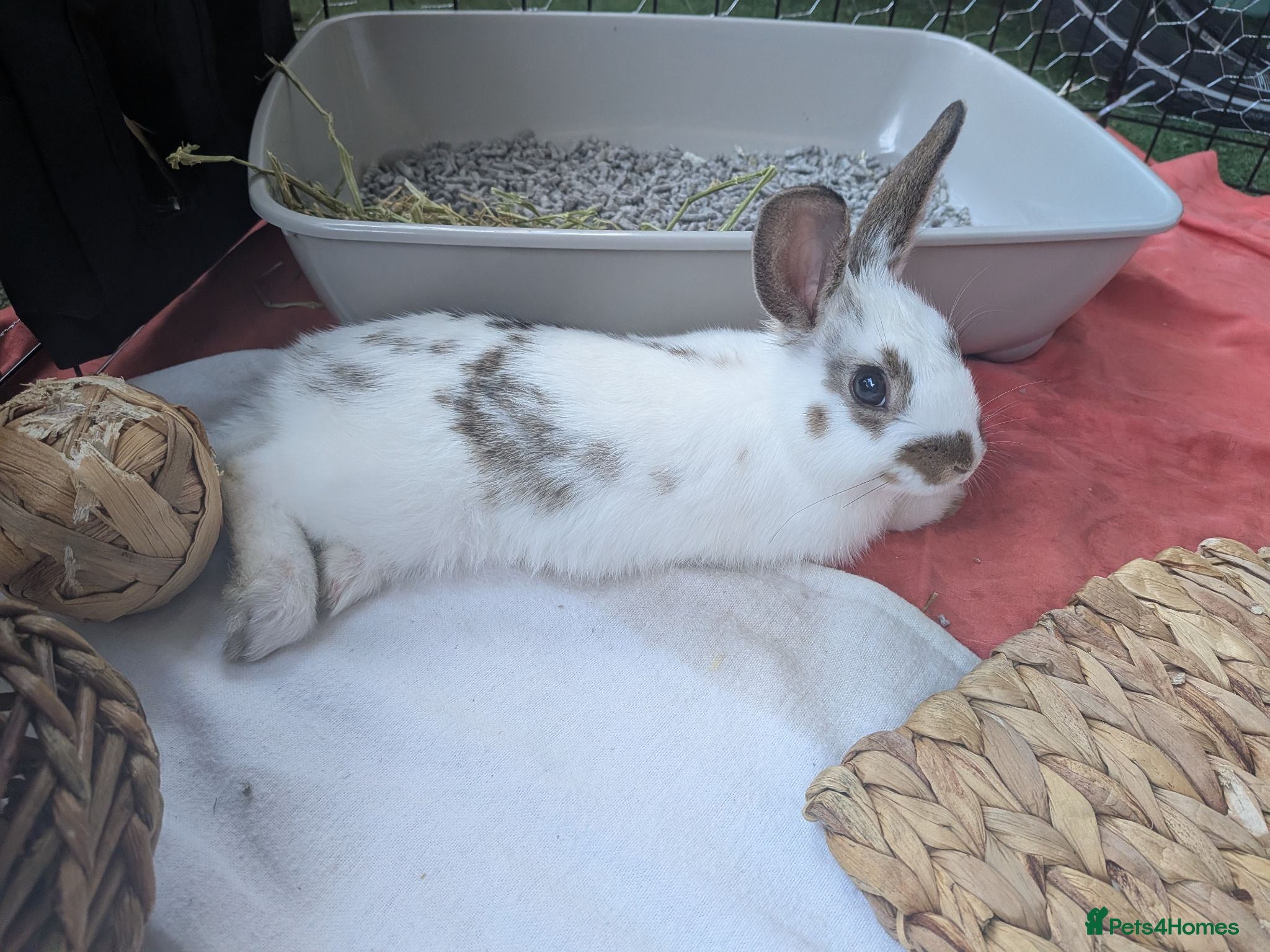 Mixed Breed rabbits Adorable bunny looking for a home - Advert 2