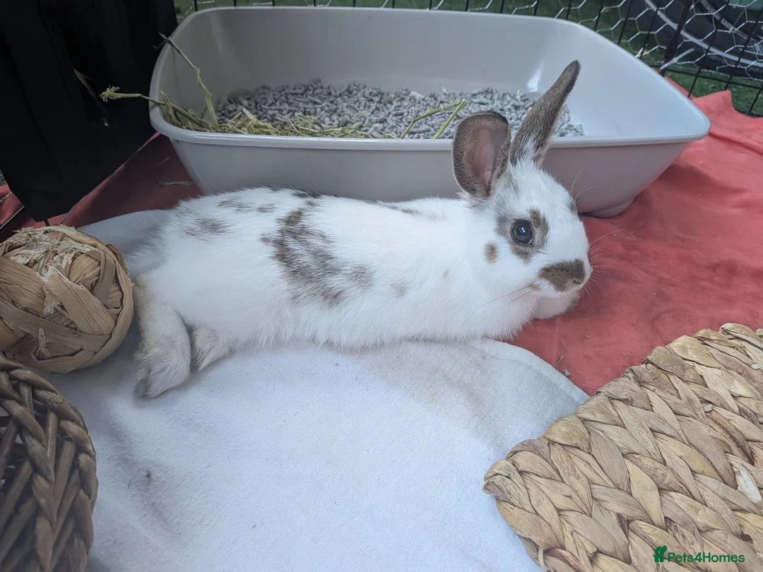 Mixed Breed rabbits for sale: Adorable bunny looking for a home in London - Advert 1