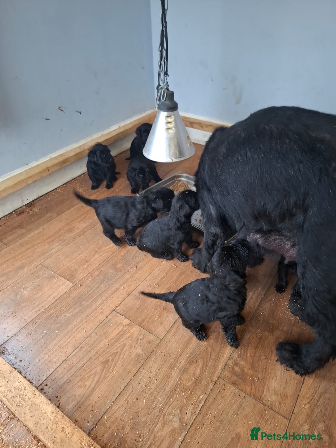 Giant Schnauzer dogs for sale: Giant Schnauzer Puppies  - Advert 4