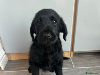 Labradoodle dogs - Advert 3