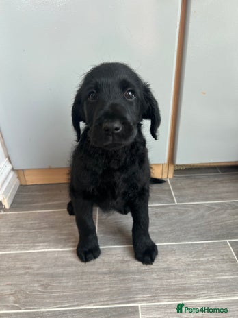 Labradoodle dogs - Advert 5