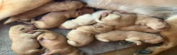 Labrador Retriever dogs for sale: 8 Labrador puppy’s for sale  - Advert 16
