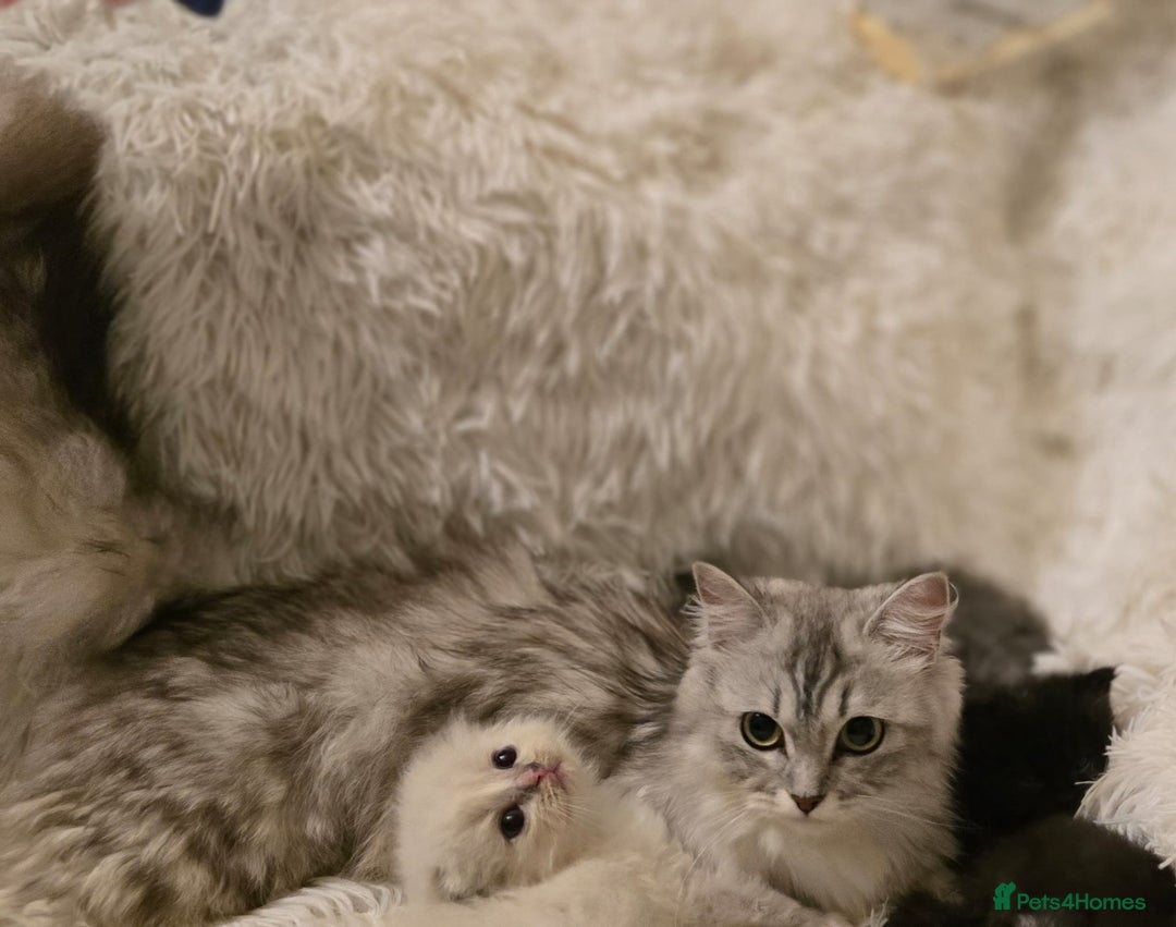 Mixed Breed cats for sale: Cute Scottish fold x Persian kittens long haired  - Image 14