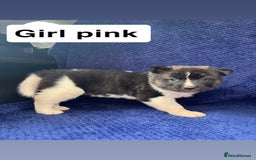 Akita dogs for sale: 5⭐️ Akita pups - Image 5
