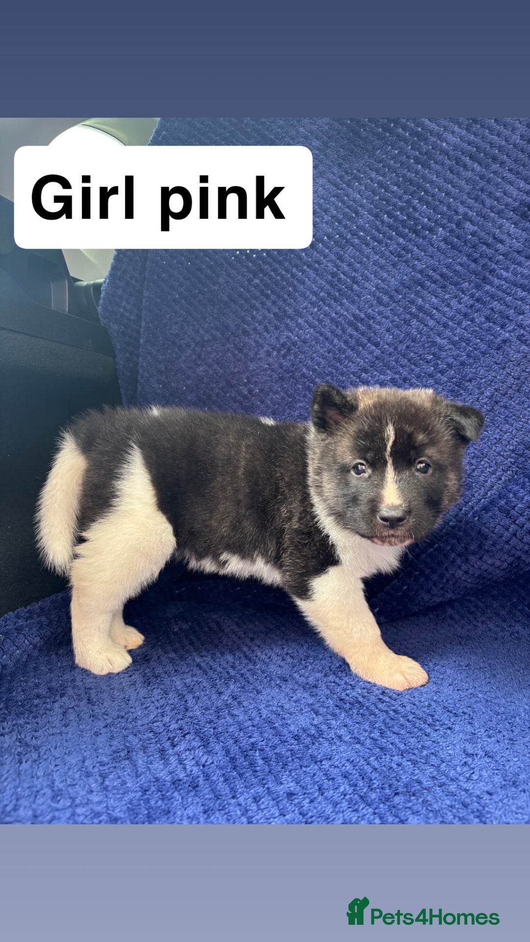 Akita dogs for sale: 5⭐️ Akita pups - Image 5