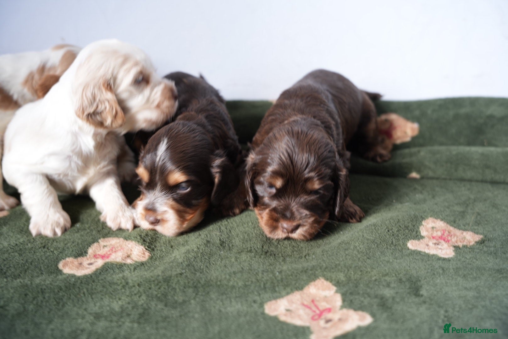 Cocker Spaniel dogs Exceptionally well health tested Kc show cockers - Advert 1