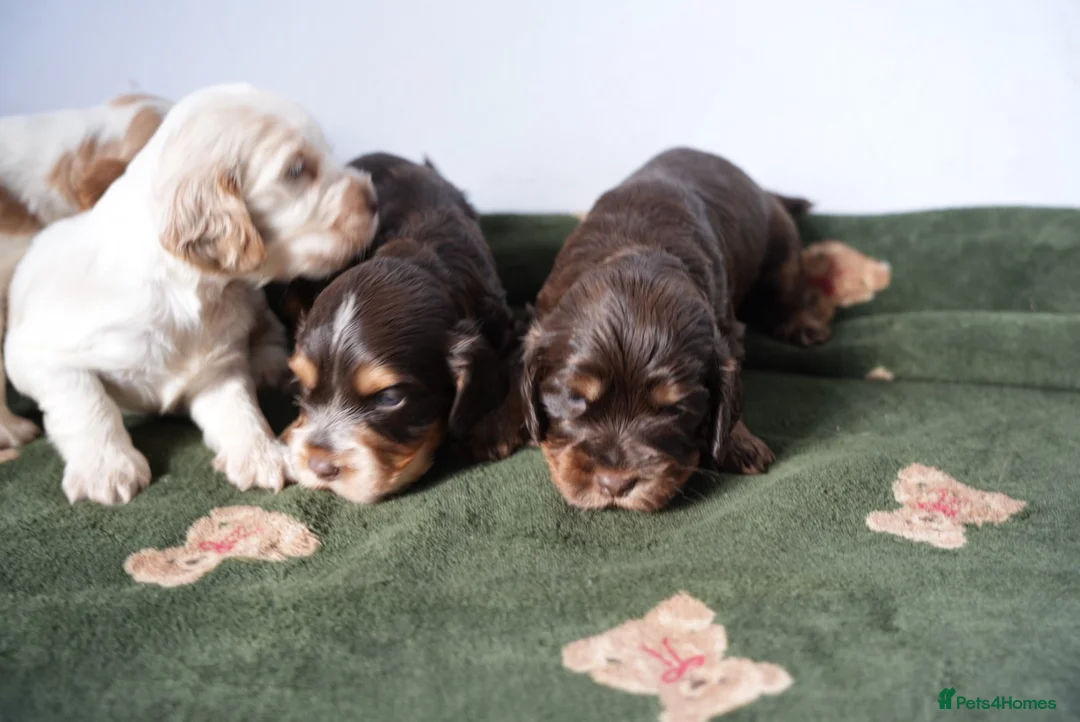 Cocker Spaniel dogs for sale: Exceptionally well health tested Kc show cockers - Advert 1