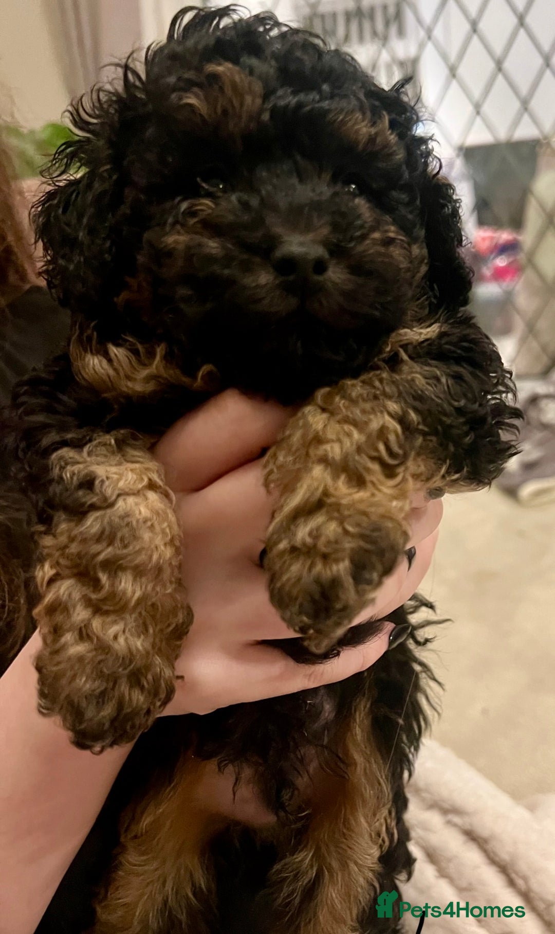 Toy Poodle dogs for sale: One Kc phantom toy poodle left- ready now!  - Advert 2